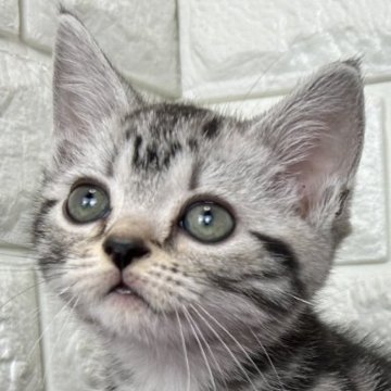 アメリカンショートヘア【島根県・女の子・2025年9月20日・シルバータビー】の写真「丸々お顔の女の子」