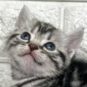 アメリカンショートヘア【島根県・男の子・2025年8月25日・シルバータビー】の写真「これからの成長が楽しみです」