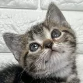 アメリカンショートヘア