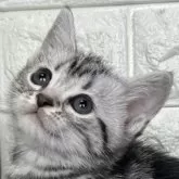 アメリカンショートヘア