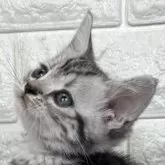 アメリカンショートヘア