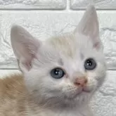 アメリカンショートヘア