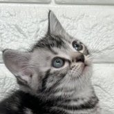 アメリカンショートヘア