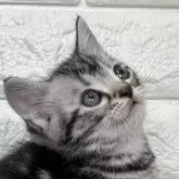 アメリカンショートヘア