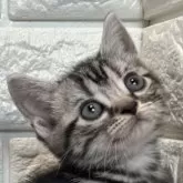 アメリカンショートヘア【島根県・女の子・2025年4月2日・シルバータビー】の写真1