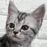 アメリカンショートヘア