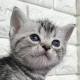 アメリカンショートヘア