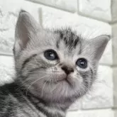 アメリカンショートヘア