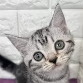 アメリカンショートヘア