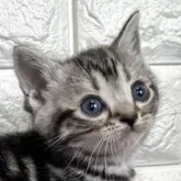 アメリカンショートヘア【島根県・女の子・2025年11月15日・シルバータビー】の写真1