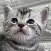 アメリカンショートヘア