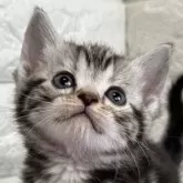 アメリカンショートヘア