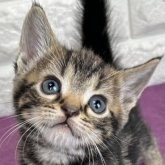 アメリカンショートヘア