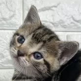 アメリカンショートヘア