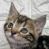 アメリカンショートヘア