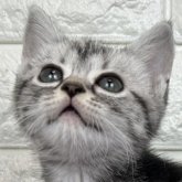 アメリカンショートヘア