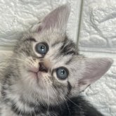 アメリカンショートヘア