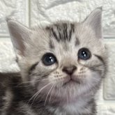 アメリカンショートヘア