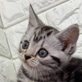 アメリカンショートヘア