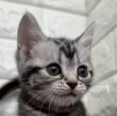 アメリカンショートヘア【島根県・女の子・2025年8月1日・シルバータビー】の写真1