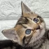 アメリカンショートヘア