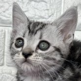 アメリカンショートヘア