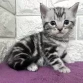 アメリカンショートヘア【島根県・男の子・2025年11月10日・シルバータビー】の写真2