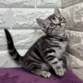 アメリカンショートヘア【島根県・女の子・2025年4月2日・シルバータビー】の写真2