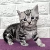 アメリカンショートヘア【島根県・男の子・2025年11月10日・シルバータビー】の写真4