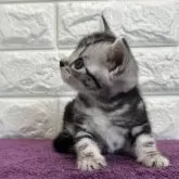 アメリカンショートヘア【島根県・男の子・2025年5月30日・シルバータビー】の写真6