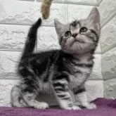 アメリカンショートヘア【島根県・女の子・2025年8月1日・シルバータビー】の写真8