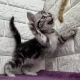 アメリカンショートヘア【島根県・女の子・2025年8月1日・シルバータビー】の写真9