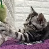 アメリカンショートヘア【島根県・女の子・2025年4月2日・シルバータビー】の写真9