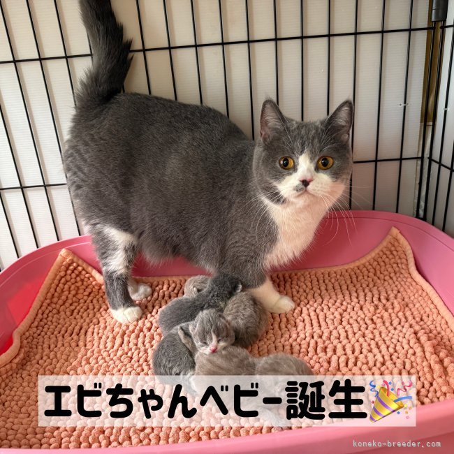 納谷颯ブリーダーのブログ：エビちゃんベビー成長記録1日目🦐