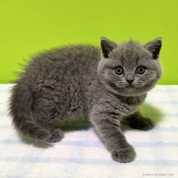 ID：2305-02164の子猫