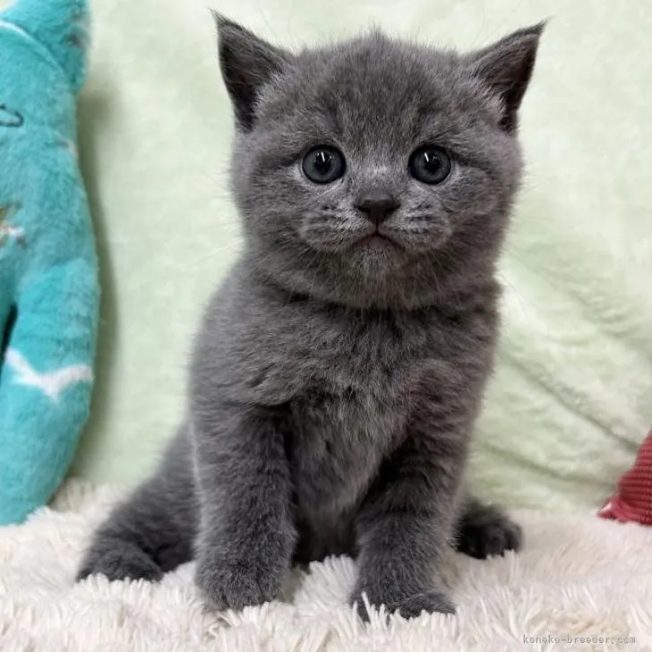 ID:2211-01209の子猫