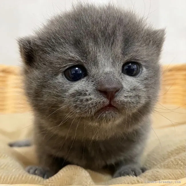 ID：2203-02024の子猫