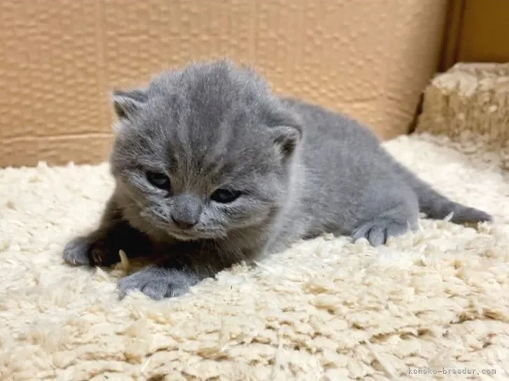 ID：2103-01137の子猫