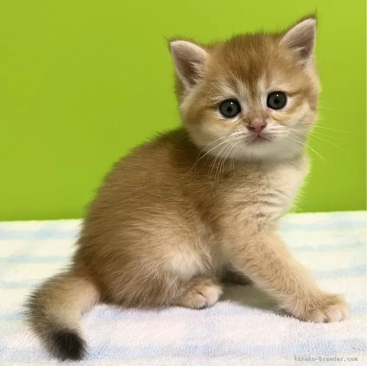 ID：2406-00570の子猫