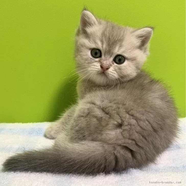 ID:2406-00571の子猫