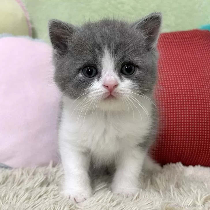 ID：2406-00256の子猫