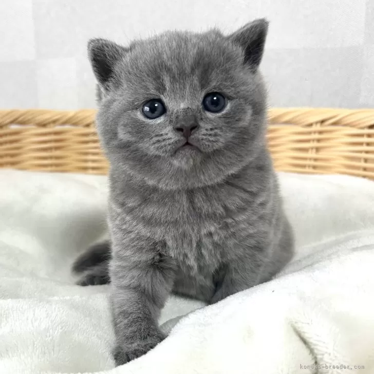 ID:2403-00535の子猫