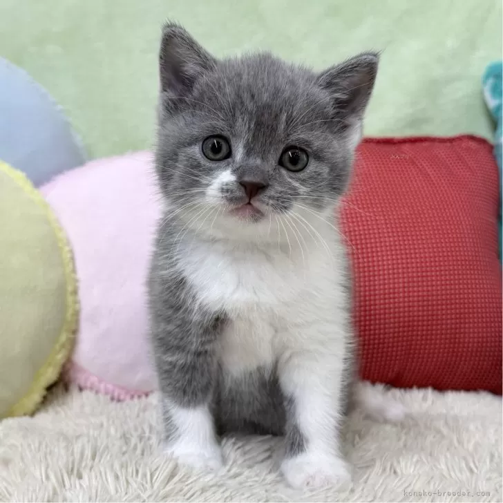 ID:2410-01636の子猫