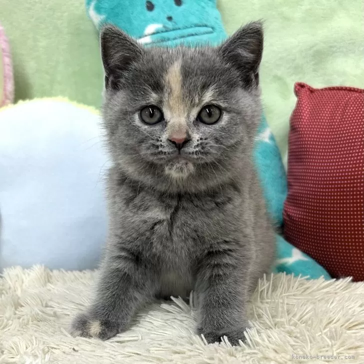ID：2403-00531の子猫