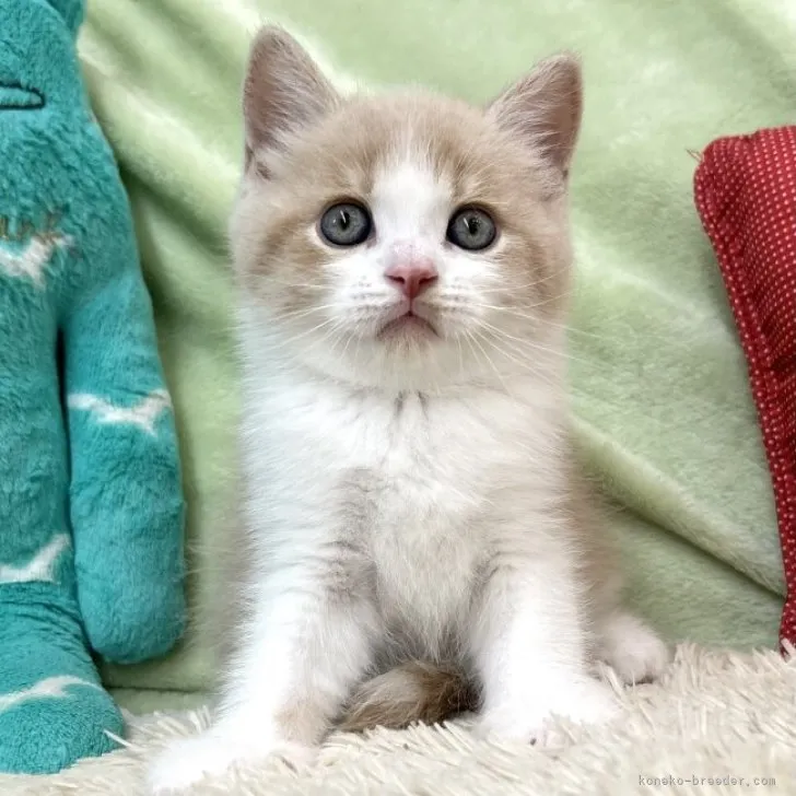 ID：2307-02518の子猫