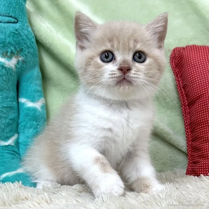 ID:2307-02524の子猫