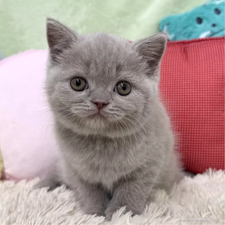 ID：2410-01632の子猫