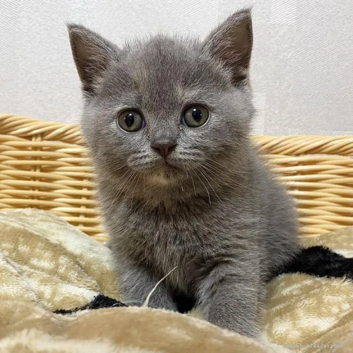 ID：2206-00699の子猫