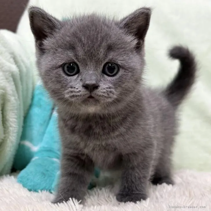 ID：2211-01208の子猫