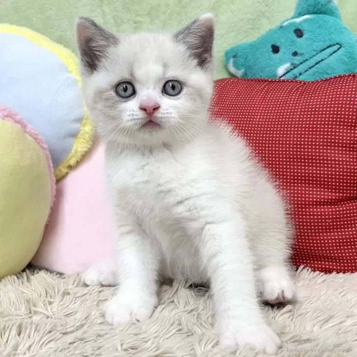 ID：2409-00358の子猫